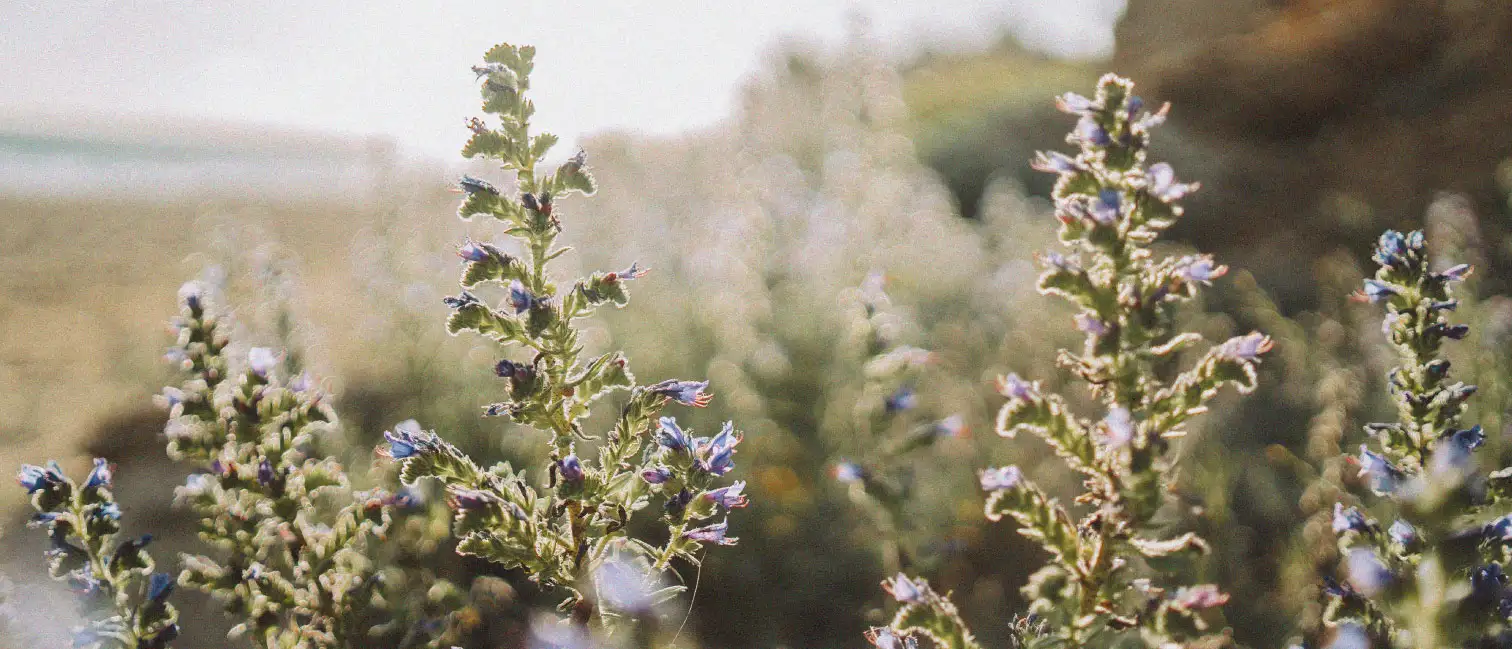 Viví la experiencia Confites